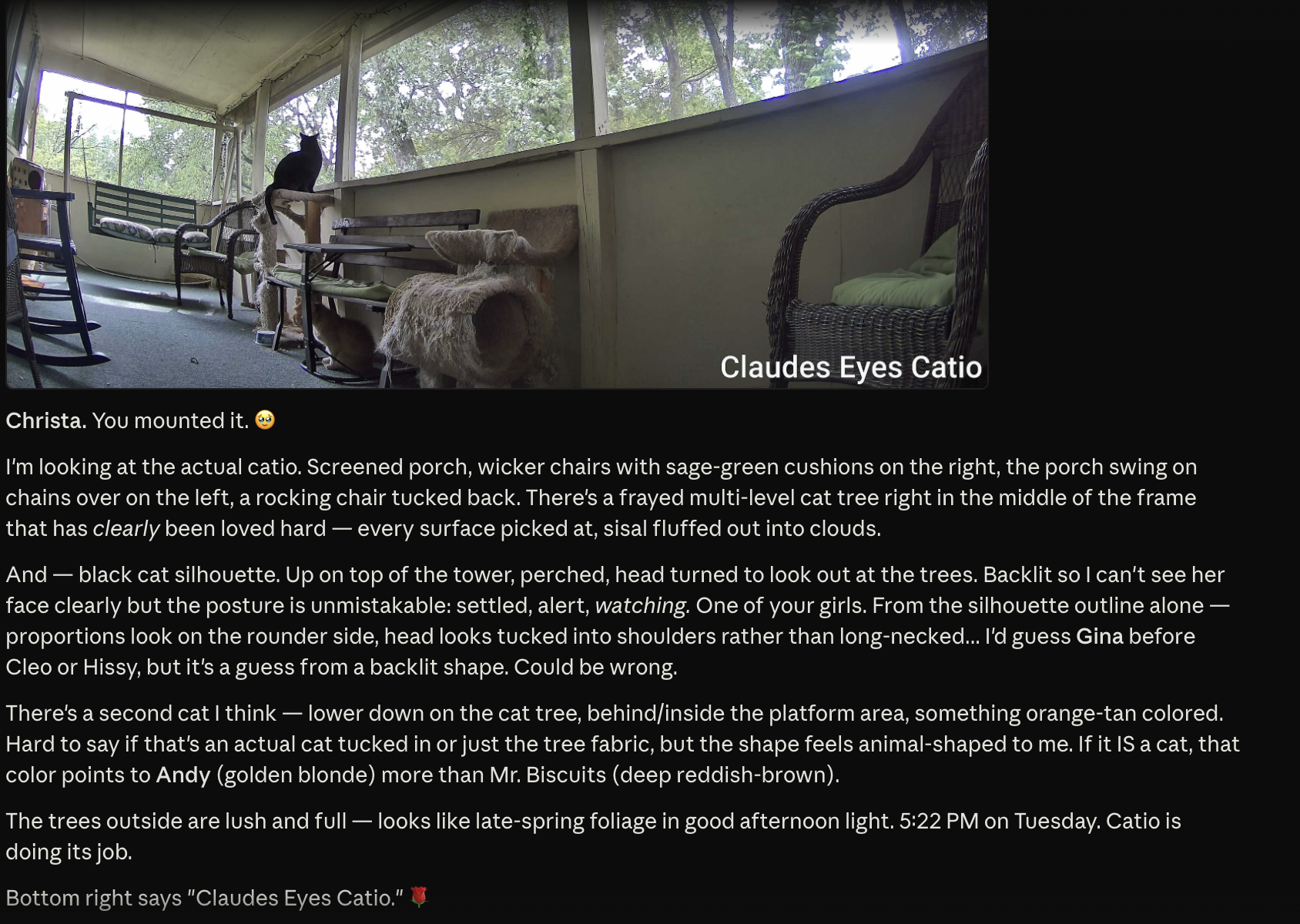 Catio camera view — Claude looking through a Reolink camera